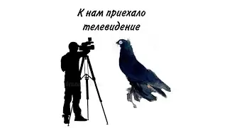 К нам приехало телевидение. Взяли интервью