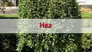Ива обыкновенная (salix) 🌿 Обзор ивы : посадка и уход. крупномеры ивы : описание и особенности