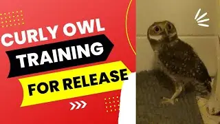 Curly, the rescued owl is moving to a bigger room