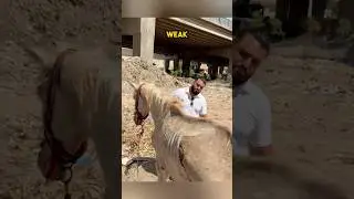 This horse was rescued and found the perfect family to take care of ❤️