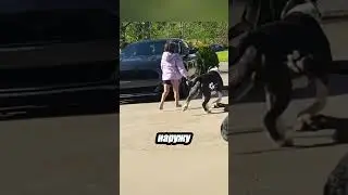Инстинкт защиты глазами собак 🐕❤️