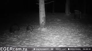 Енотовидные собаки воруют подкормку ) Всегда свежие фото и видео с фотоловушек Егерькам.