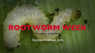 Root Worm Week