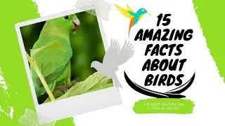15 Amazing Facts About Birds | Unique Videos