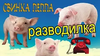 Звонят мошенники / Свиноферма