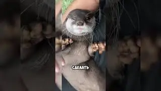 Почему выдры трут свои мордочки? 🦦✨🤔 