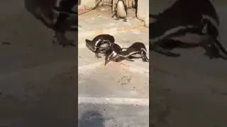 Penguin caught his wife cheating :D