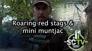 S&C TV | Roaring Red Stags & Mini Muntjac | Deer management with Chris Rogers 36