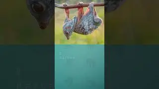 Топ 10 необычных летающих животных 