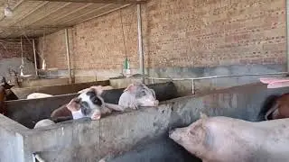 The pigs in the pig farm are fattened