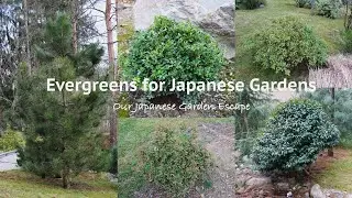 Five Essential Evergreens for Your Japanese Garden | Our Japanese Garden Escape