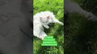 #городская
