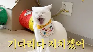 I Surprised My Cat with a DREAM Birthday Party! 🎂