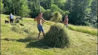 A large family prepares hay for cows for the winter. The life of a young man