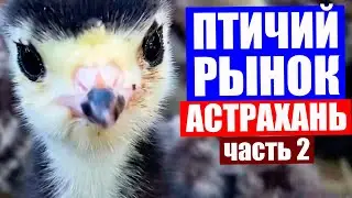 Астрахань 2020. Птичий рынок в Астрахани. Часть 2. Индюшата, утята, цыплята и петушки крупным планом