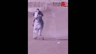 بطل أبطال الميادين القناص فتح في أقصى سرعة #الخيل_العربية مع الخيال صالح مزاريب #حصان_واهو