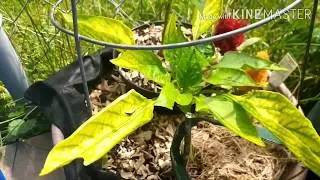 FIX IT FRIDAY: Yellowing Pepper Leaves