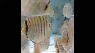 Дискусы.