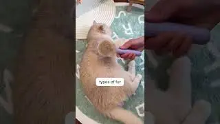 This is the LAST cat brush that you’ll ever need