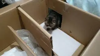 Sophies Adventure box