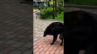 пёсы во дворе Батуми