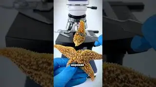Как выглядит морская звезда под микроскопом! 😱😨