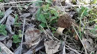 Грибы 2019 Строчки пошли.)