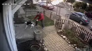 whippet escape!