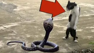 CATS ARE IN BUSINESS! Cats and Cats Against SNAKES, Foxes, Crocodiles, Bears, Birds