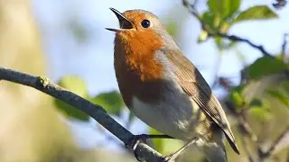 Robin Bird Sound Ringtone