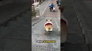 How does the dog react at this scale? 😳