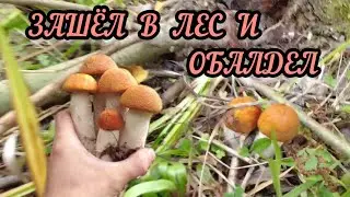 Зашёл в лес и обалдел! Тихая охота