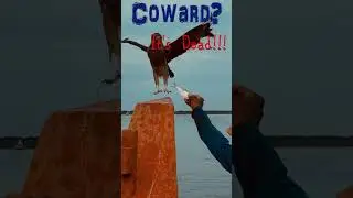 Falcon #falcon   VS Vulture #vultures #coward #heroic #hero