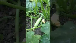 Как растет кабачок 😂  #новая  #новинка
