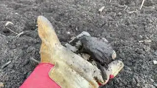 8 апреля копать или нет