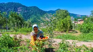 Real Life in an Iranian Village! The Best Videos of Village Life in 2024