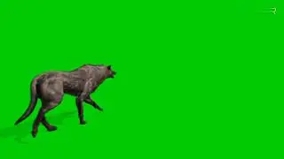 Wolf Walks Green Screen Animation video effect.