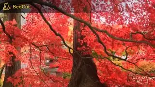 Meditation in Autumn. 