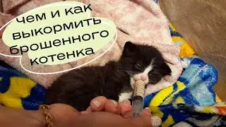 Как и чем мы выкармливаем выброшенного котенка