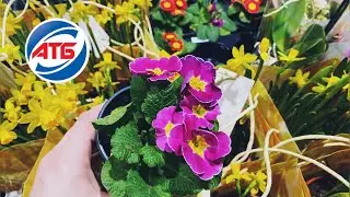 АТБ✅ПОЛОЧКИ🔥НОВИНКИ НЕДЕЛИ‼️ЗАВЕЗЛИ НОВЫЕ ЦВЕТЫ💐