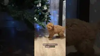 Маленький бандит 😂😂😂 #тойпудель #смешныесобаки