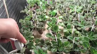 Освещение фиалки. Система подсветки стеллажа.