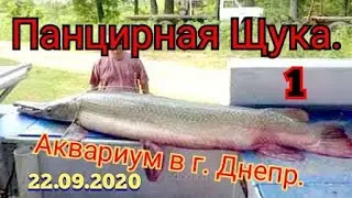 ПАНЦИРНАЯ ЩУКА. ДНЕПР АКВАРИУМ НА КОМСОМОЛЬСКОМ ОСТРОВЕ.