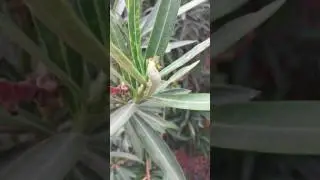 Inspecting the eating patterns of plant insects - Part 1