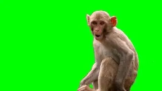 Monkey (Live Action) 4k Green Screen