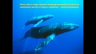 23 июля отмечается Всемирный день китов и дельфинов