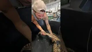 The RARE Zebra Sharks arrived🤯🦈 