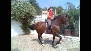 Hard Horse Riding
