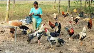 Murge Ki Ladai ka Farm | Lorai Murgi Farm | Aseel Murga | Local Farm in Indian Village | Bankura |