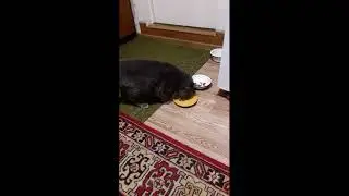 МАСЛЕНИЦА, Вот тебе Киска молока миска 